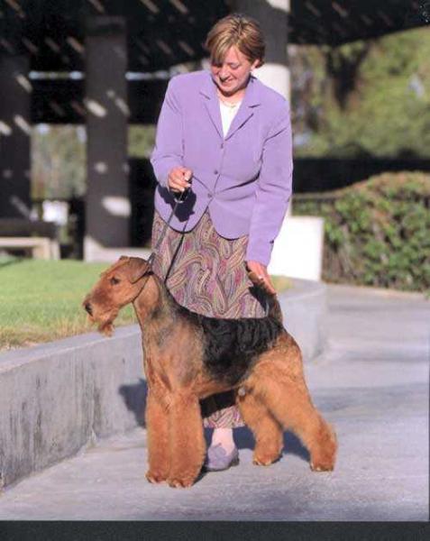 Traymar's The Dominator | Airedale Terrier 