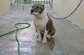 Razors Edge Kodak Moment | American Pit Bull Terrier 