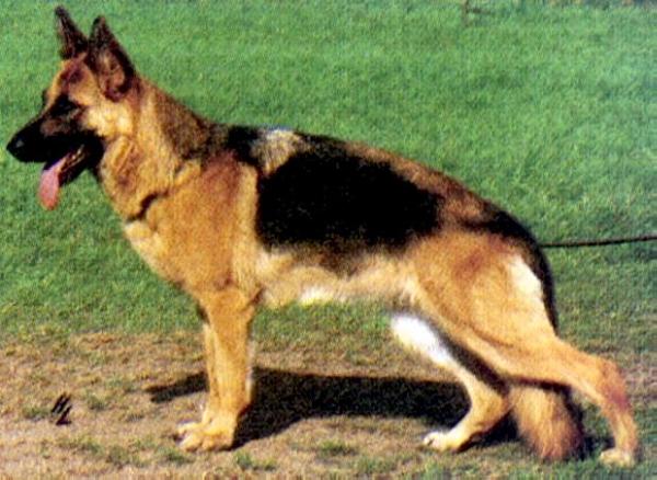 Ratta von Arminius | German Shepherd Dog 