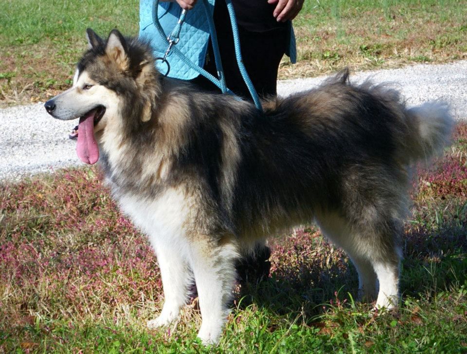 Kellys Hatchiko | Alaskan Malamute 