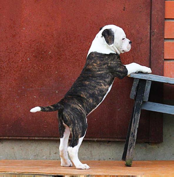 INSTINCT ROCKY is Solnechnoy Stai | American Bulldog 