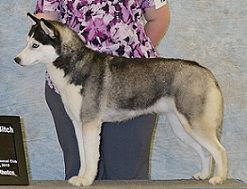 Yuki Ookami’s Navi Fairy Queen | Siberian Husky 