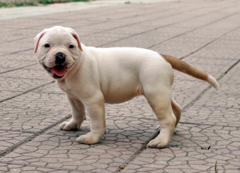 Chiaradia's Honey | American Bulldog 