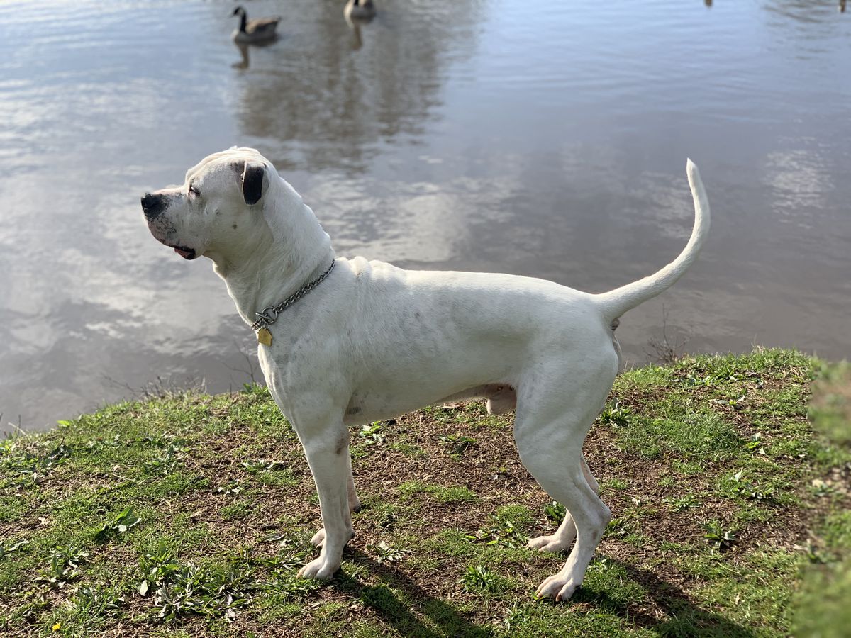 Pure Perfections Leonidis | American Bulldog 