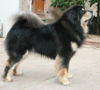 Udaipour Du Domaine De Toundra | Tibetan Mastiff 