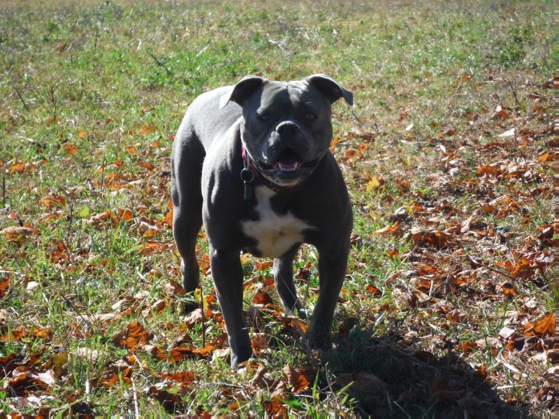 Strange's Shadow of MAB | American Bulldog 