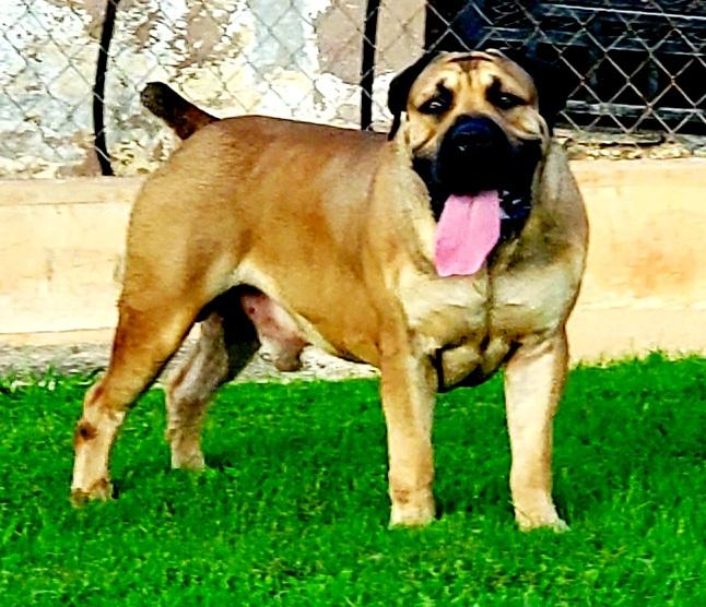 Red Oak Konan | African Boerboel 