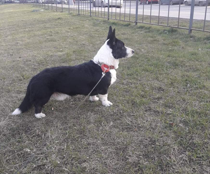 Aldo di Rocky | Cardigan Welsh Corgi 