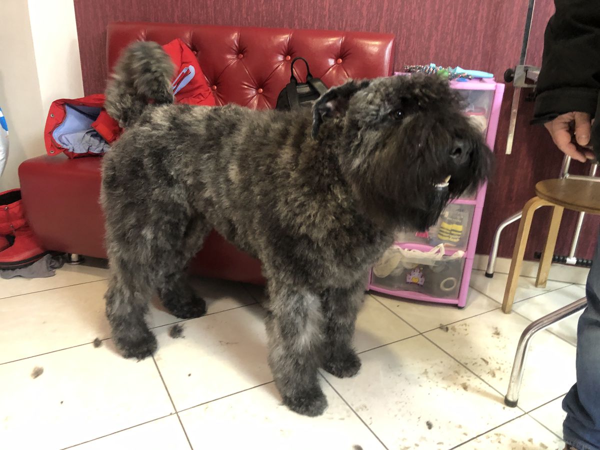 BOUVIER FROM KITSIS HOUSE GEOFFREY DE PEYRAC | Bouvier des Flandres 