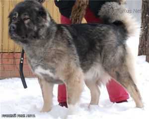 RUSSKII RISK LOTA | Caucasian Mountain Dog 