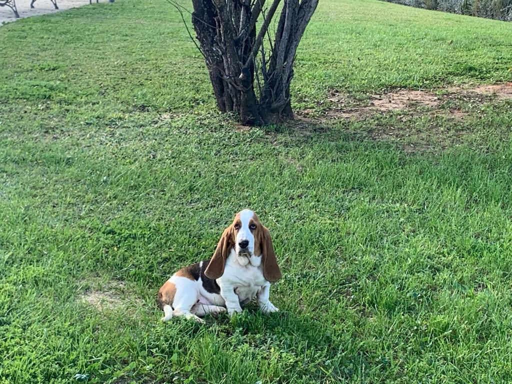 TIZONA CHARCO DE LAS BRUJAS | Basset Hound 