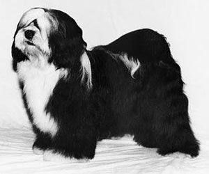 ARAKI MR PERSONALITY OF DIALYNNE | Tibetan Terrier 