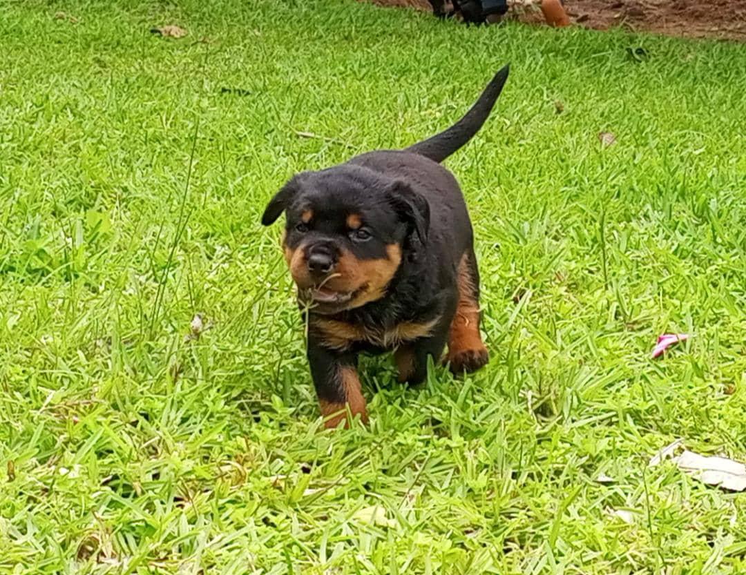 BELLA V.H SARMS | Rottweiler 