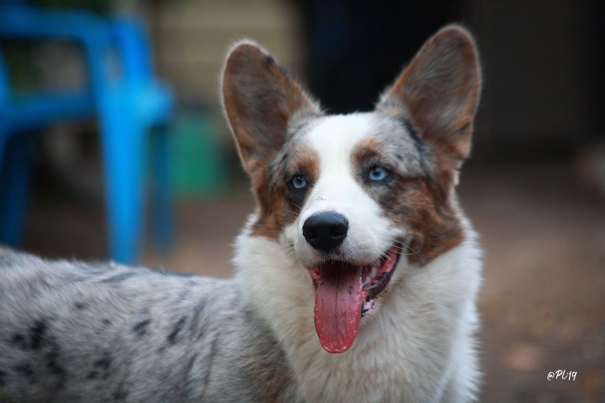 Vogie Tail ZZ-Top for Zonenvelt | Cardigan Welsh Corgi 