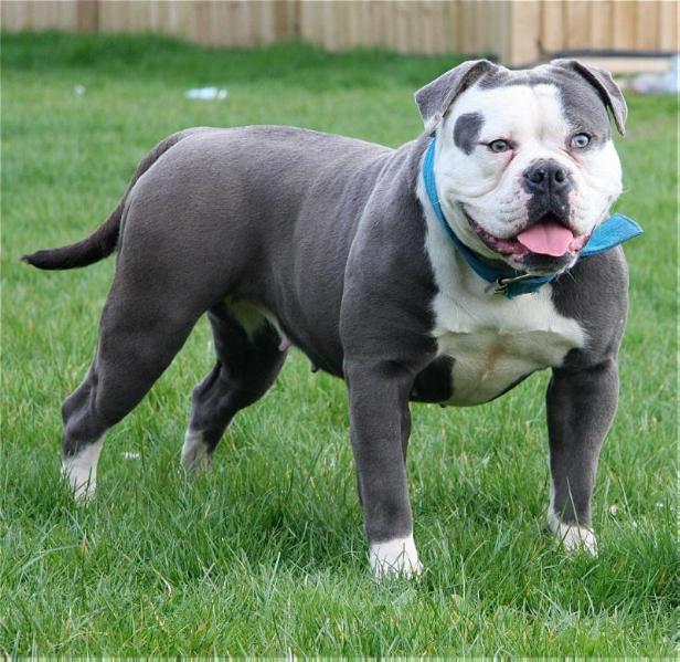 Bullforce Blue Coco | Olde English Bulldogge 