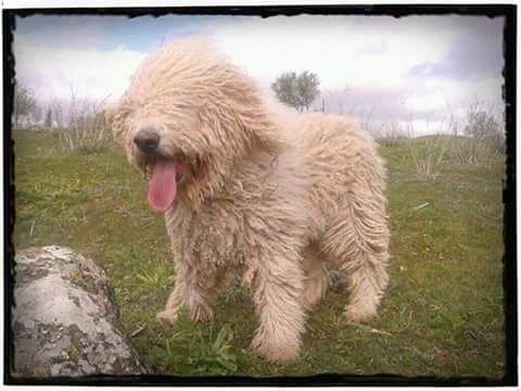 AMBAR GUADALTEBA | Spanish Water Dog 