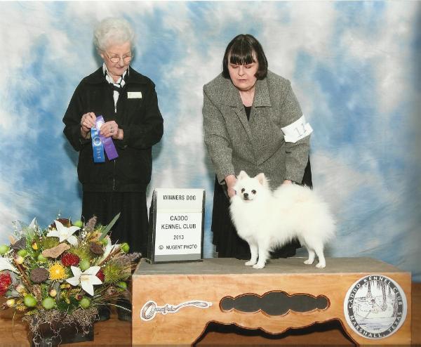 Artc Mgc's Dark Side of the Moon | American Eskimo Dog 