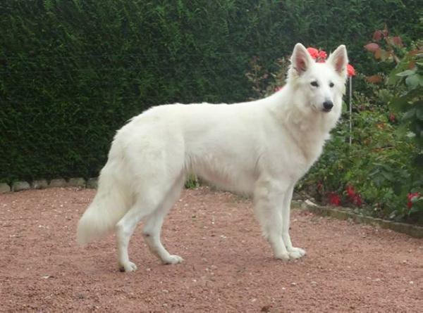 Hysil real corte de las arcanas | White Swiss Shepherd Dog 