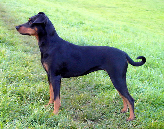 ANGIE von der Keltenschanze | German Pinscher 