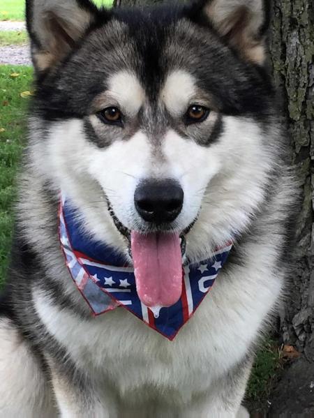 Tarnish's Star and Strips in Blue | Alaskan Malamute 