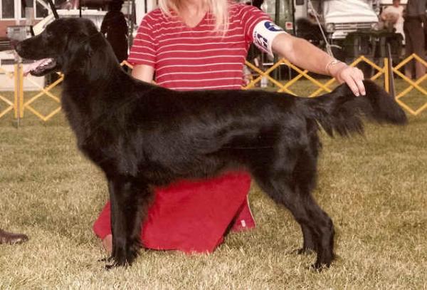 Butterblac's Full Tilt | Flat-Coated Retriever 