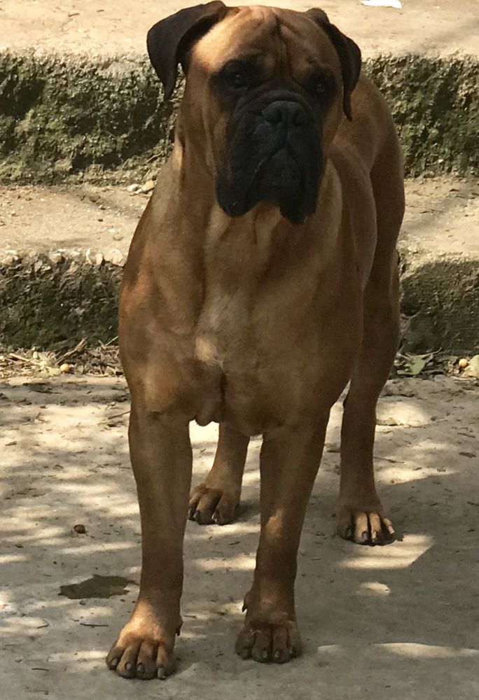 Verus Amicus Gaia | Bullmastiff 