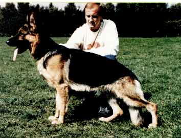 Quai von der Burg Reichenstein | German Shepherd Dog 