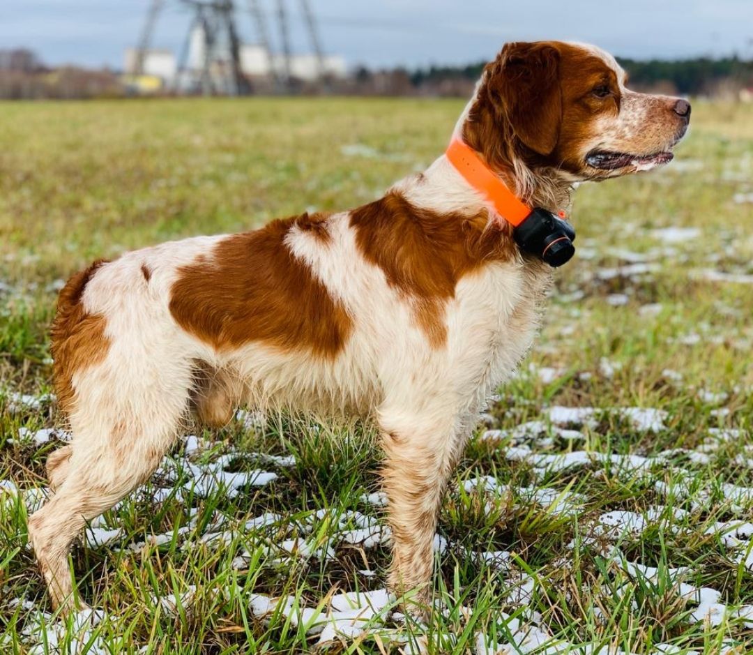 BREST (2015) | Brittany 