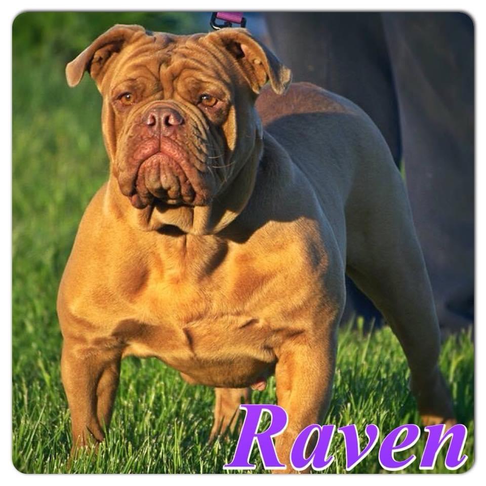 Bostonian’s Raven | Olde English Bulldogge 