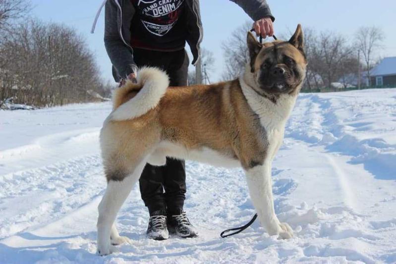 AMERICA RED  BEAR | Akita 