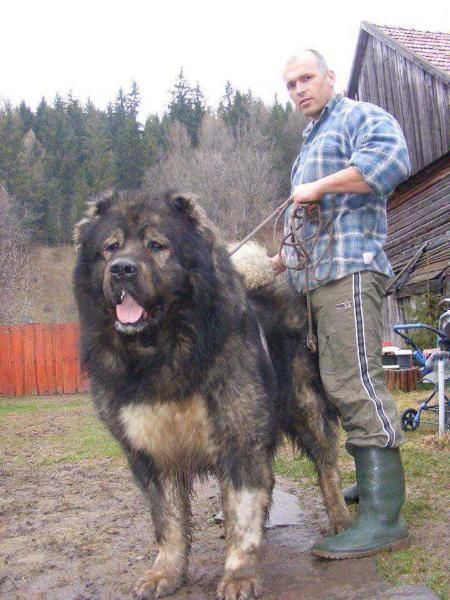 Ali Canisa De Marcus | Caucasian Mountain Dog 