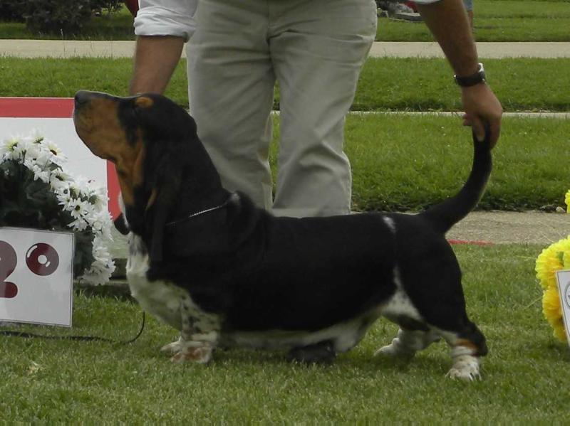 King's Rabbit Attila | Basset Hound 