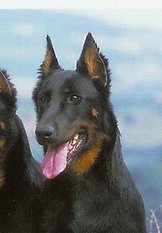 Mantille des Assiers | Beauceron 