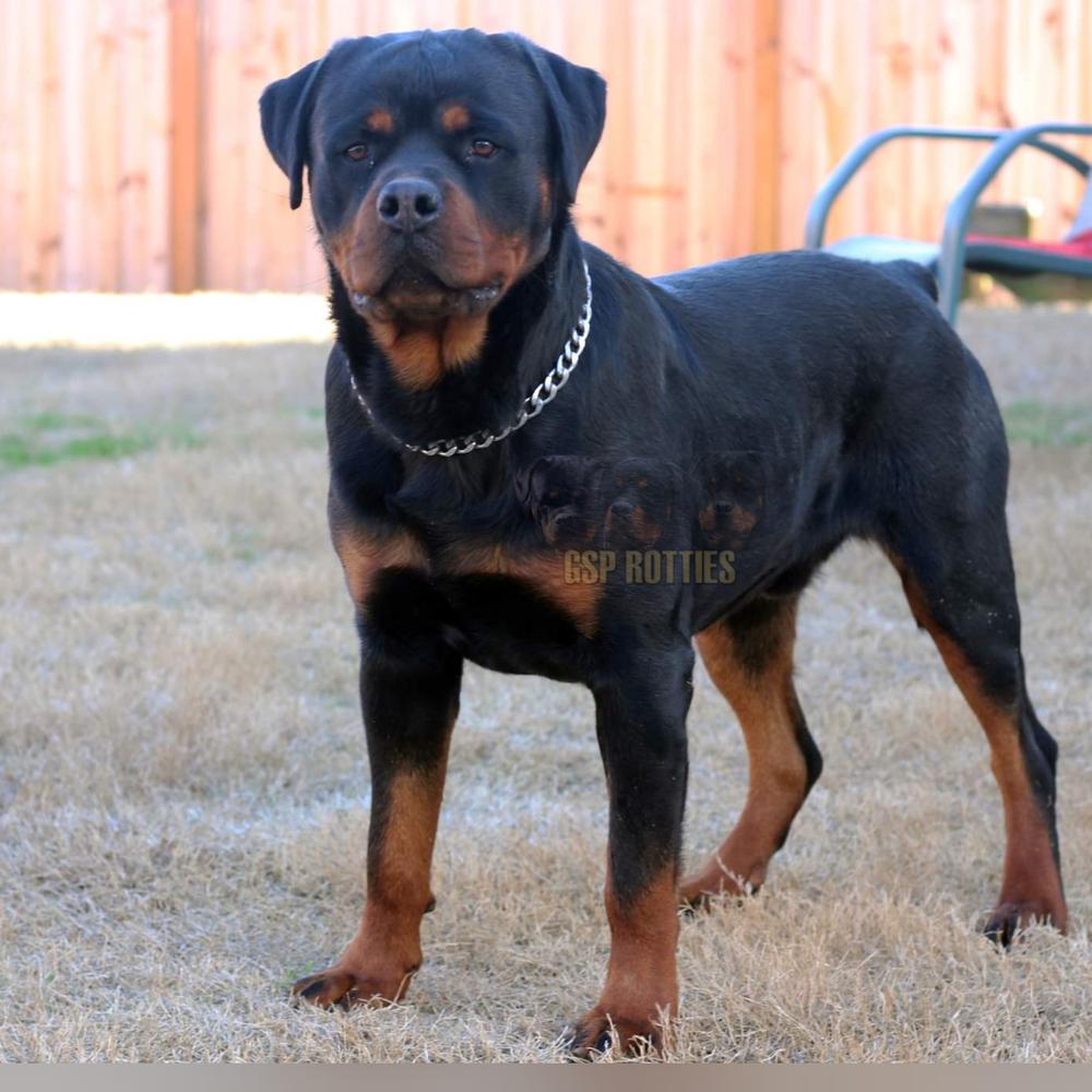 Draco Von Reeves | Rottweiler 