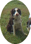 BELLE ABC 79756 | Border Collie 