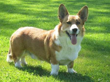 Damian Corlan Gi | Cardigan Welsh Corgi 