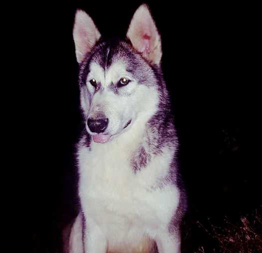 ICE EMPIRE PIKATTI AMAROK | Alaskan Malamute 