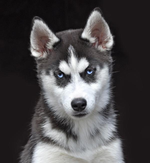 Erika Melody of Love Kattyval | Siberian Husky 