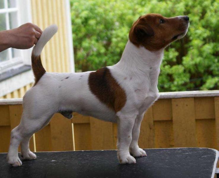 Raaw Grand Slam | Jack Russell Terrier 