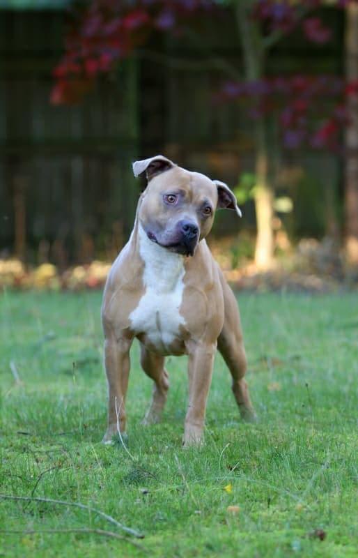 IVIELEAG'S DYNOMITE FRANCO | American Pit Bull Terrier 