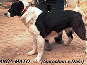 AKCHA-MATO | Central Asian Shepherd Dog 