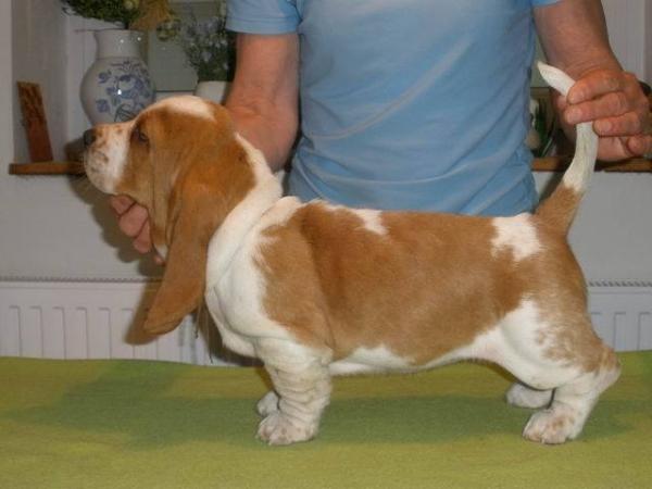 Manon Moravia Bray | Basset Hound 