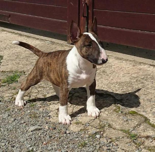 Bloody Mary The Nobles | Miniature Bull Terrier 