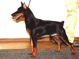 ZAYIT Me Beit Hamaayan | Miniature Pinscher 