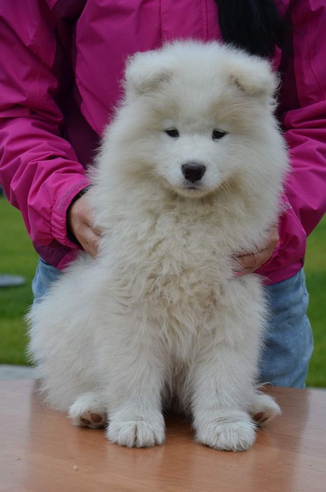 Whitewishfully RUSSIAN PRINCESS ANASTASIA | Samoyed 