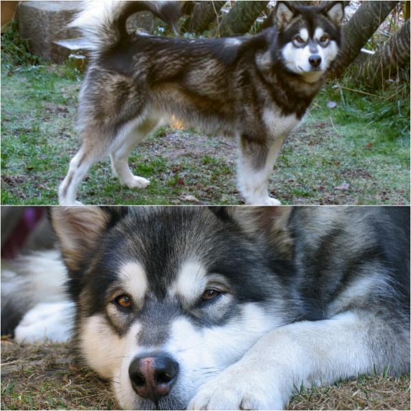 Trap Line Silent Atlas | Alaskan Malamute 