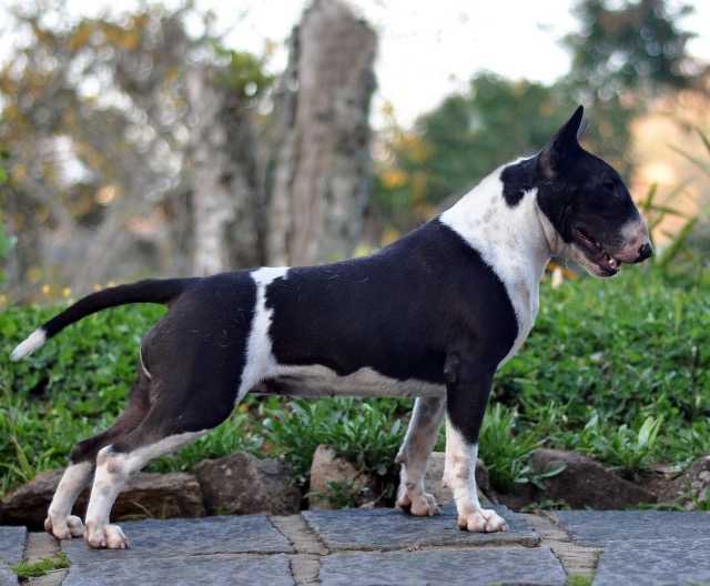 Rio do Areal Vick | Bull Terrier 