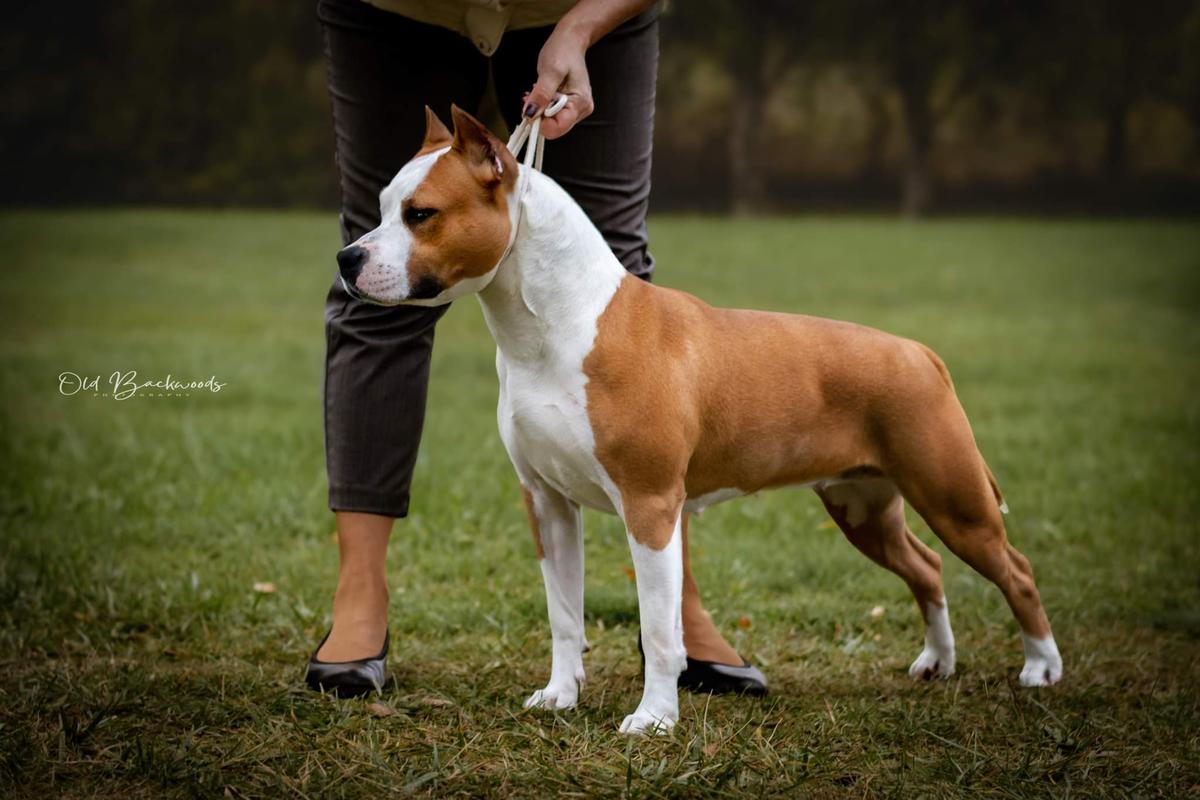 Emilia Clark From Power of Freedom | American Staffordshire Terrier 