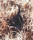 Little Brownies's Gunner Boy | American Water Spaniel 