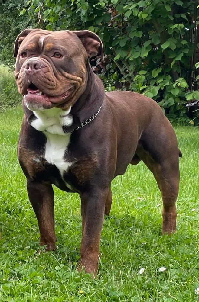 Steel Hammer Bull Dog's Nanuk | Olde English Bulldogge 